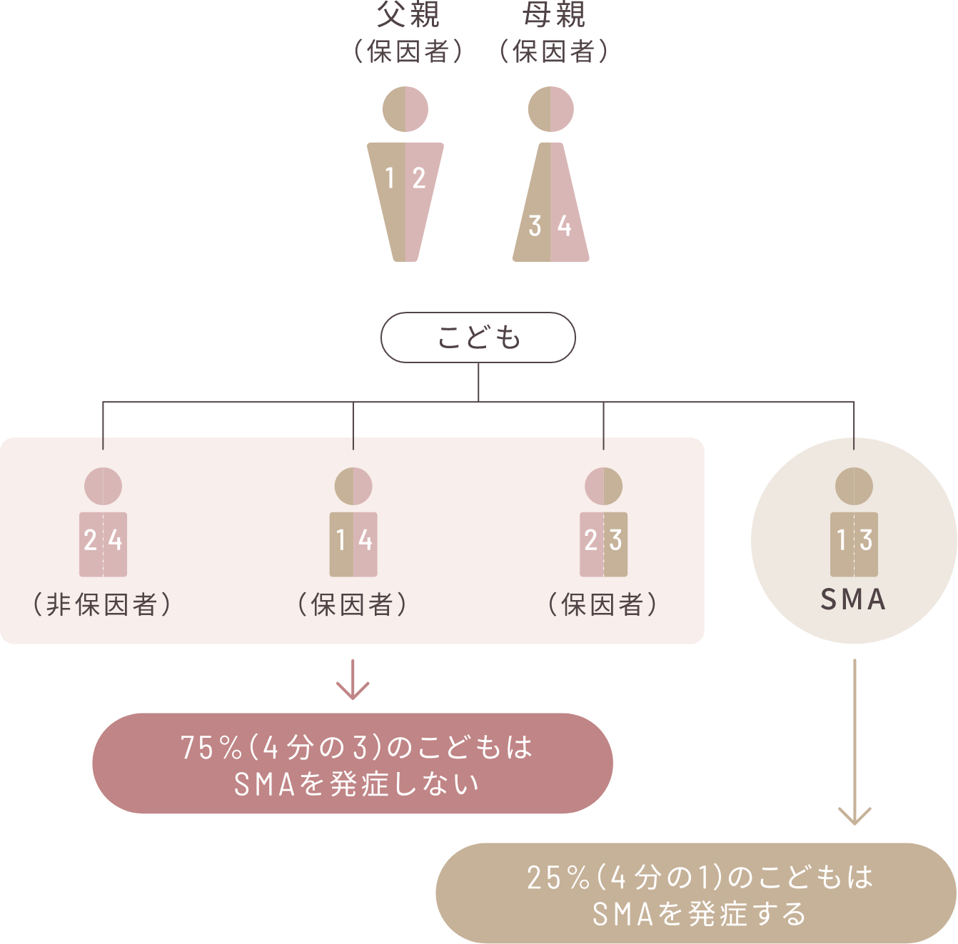 両親ともに保因者の場合/SMAを発症していない両親